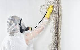 Reliable Albion, NE Mold Prevention & Removal  Solutions